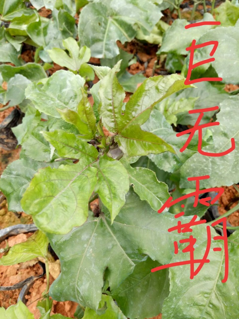 巨无霸百香果苗