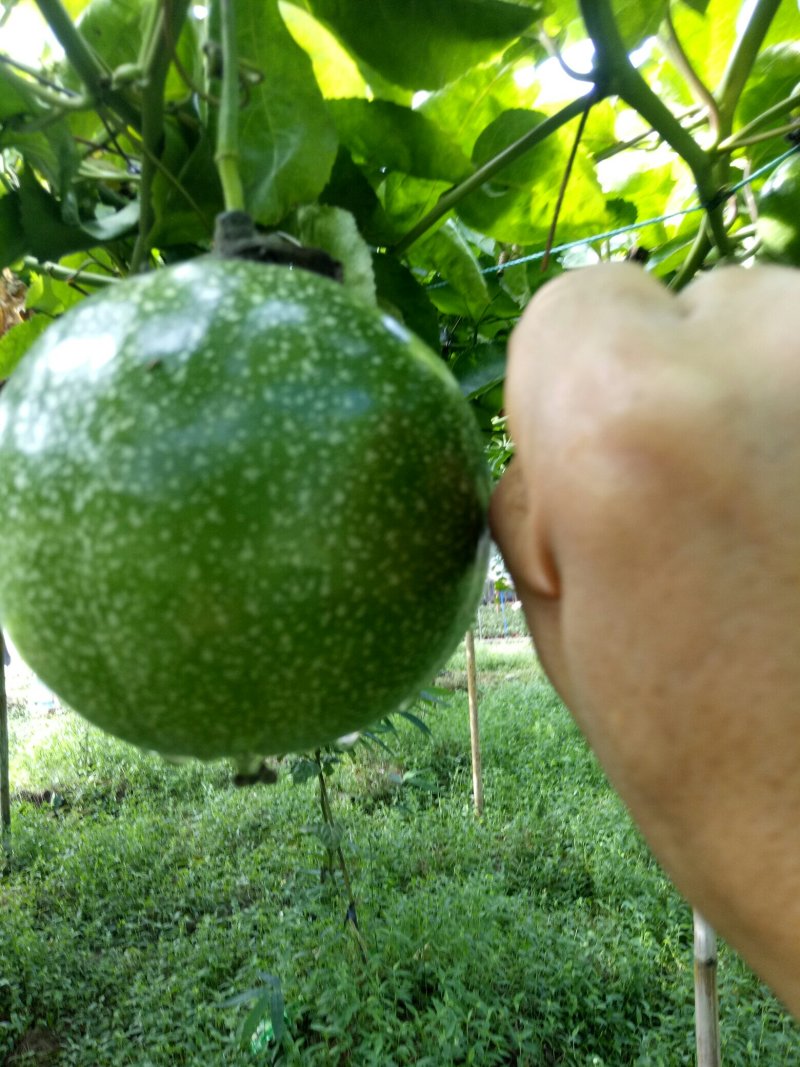 巨无霸百香果苗