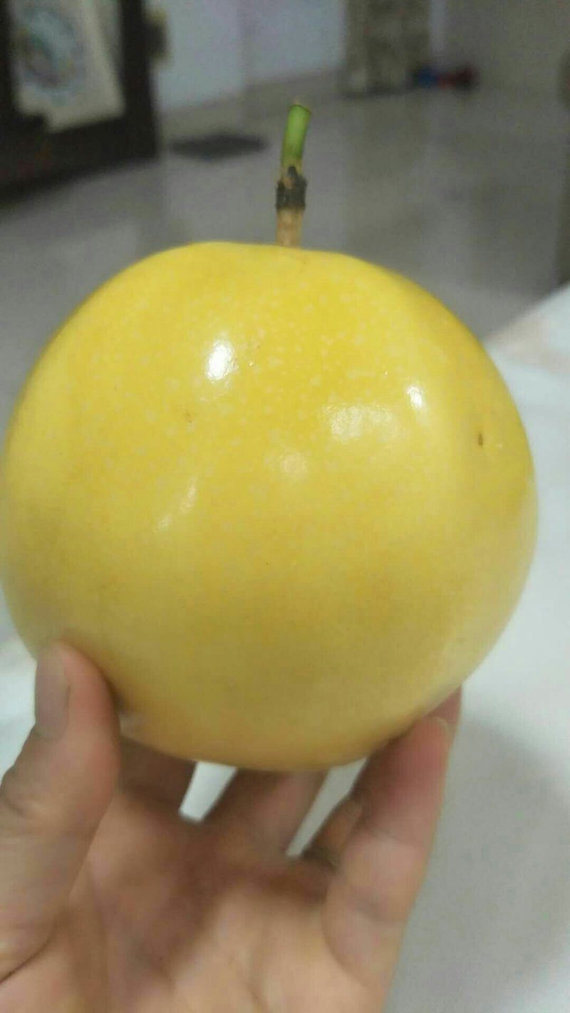 巨无霸百香果苗