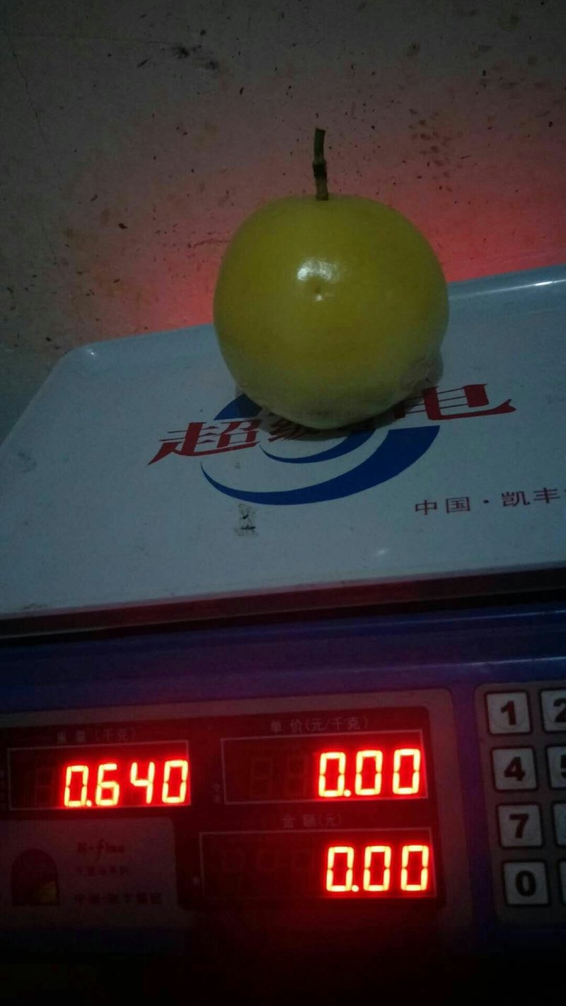 巨无霸百香果苗
