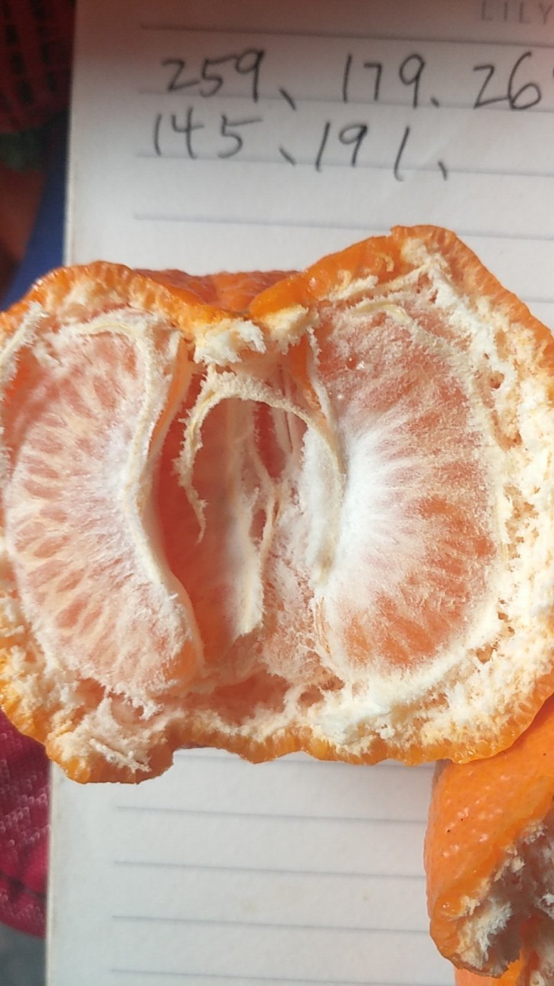 橙子麻阳冰糖橙