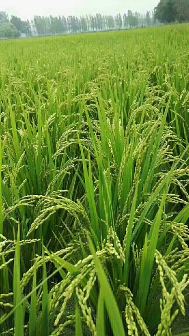 正宗黄河水灌溉的原阳大米，假一赔百欢迎采购，