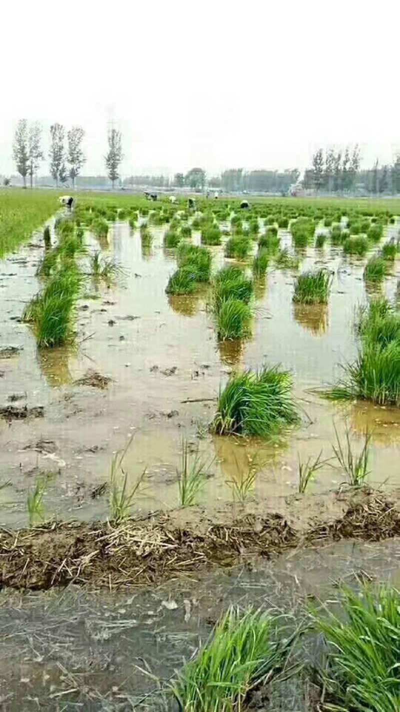 正宗黄河水灌溉的原阳大米，假一赔百欢迎采购，