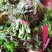 香椿芽15cm专业代发，快递，空运直达