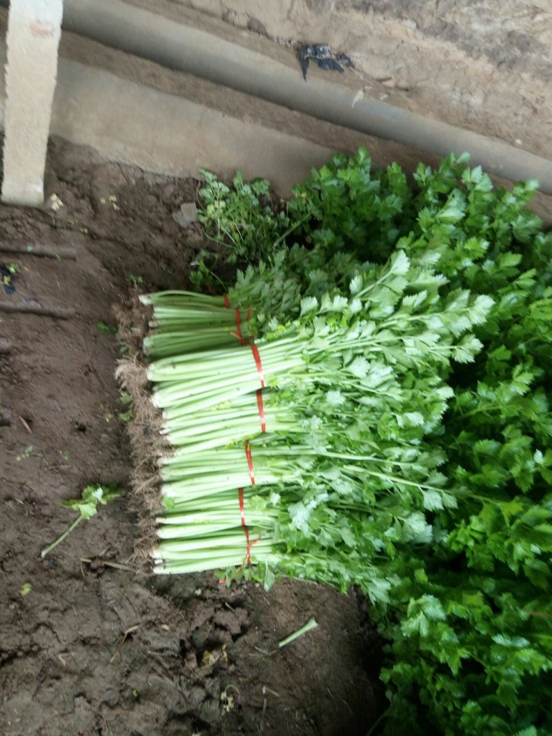 季节热销，优质西芹，铁杆青芹菜大量上货，单颗三两左右，