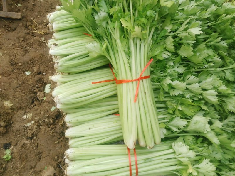 季节热销，优质西芹，铁杆青芹菜大量上货，单颗三两左右，