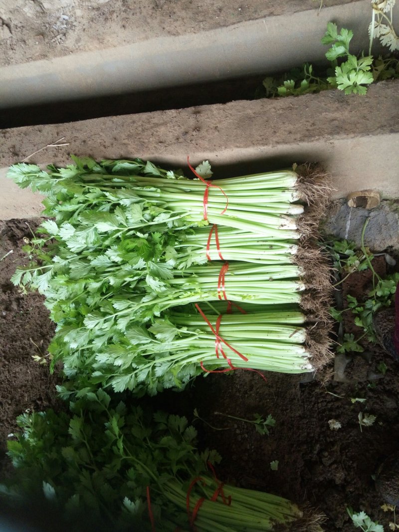 季节热销，优质西芹，铁杆青芹菜大量上货，单颗三两左右，