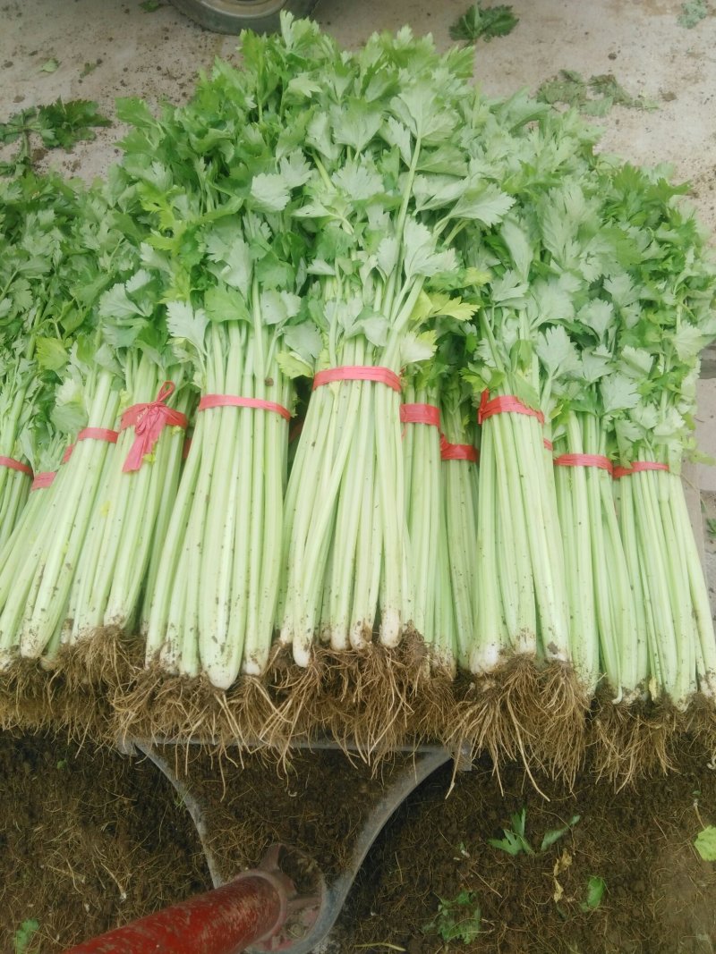 季节热销，优质西芹，铁杆青芹菜大量上货，单颗三两左右，