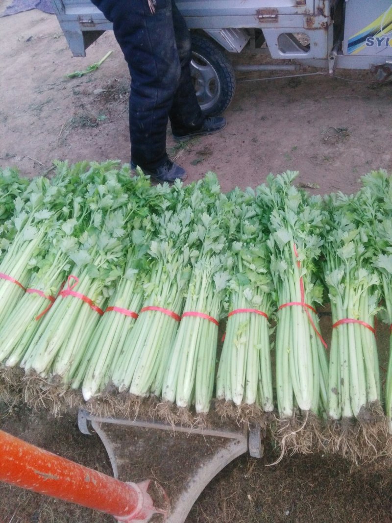 季节热销，优质西芹，铁杆青芹菜大量上货，单颗三两左右，