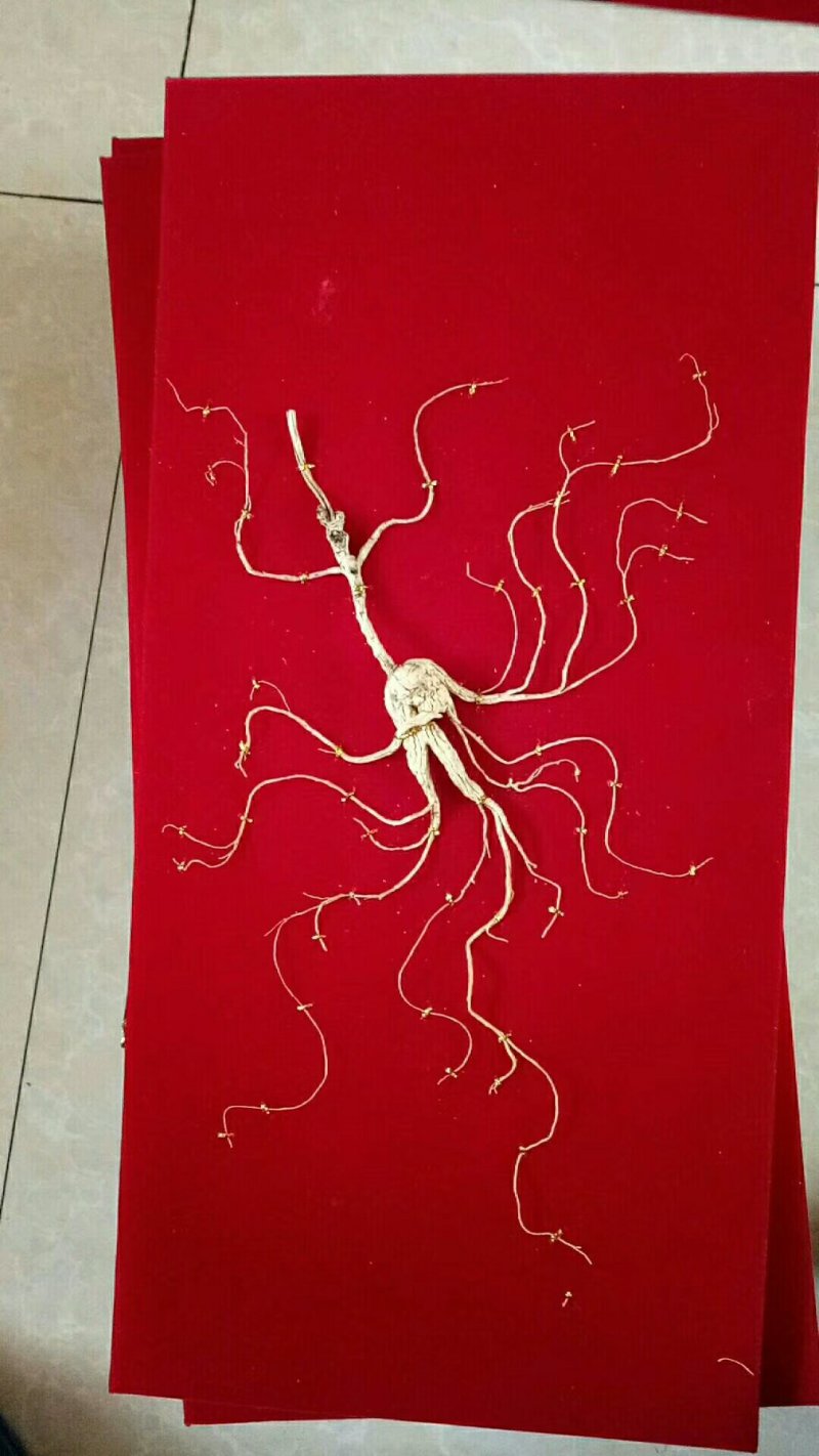 人参