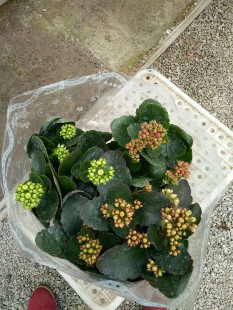 长寿花