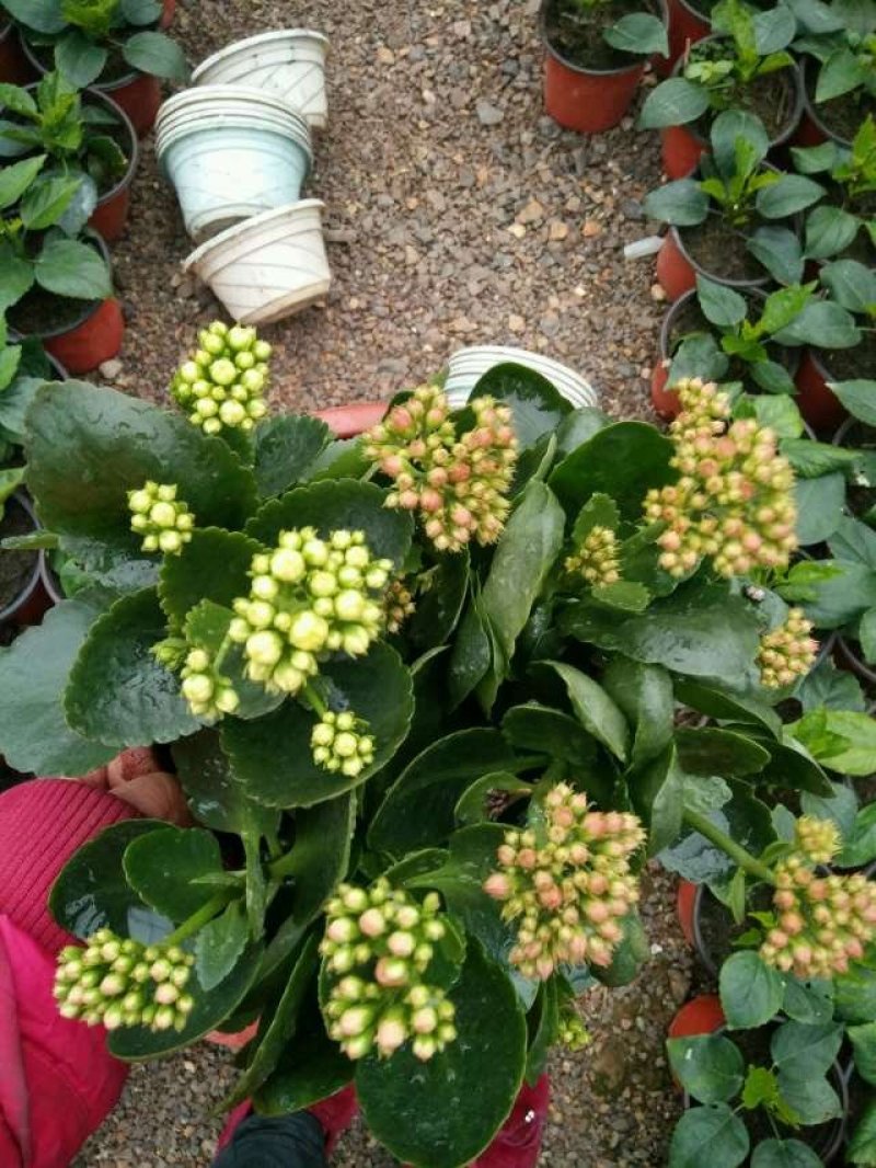 长寿花