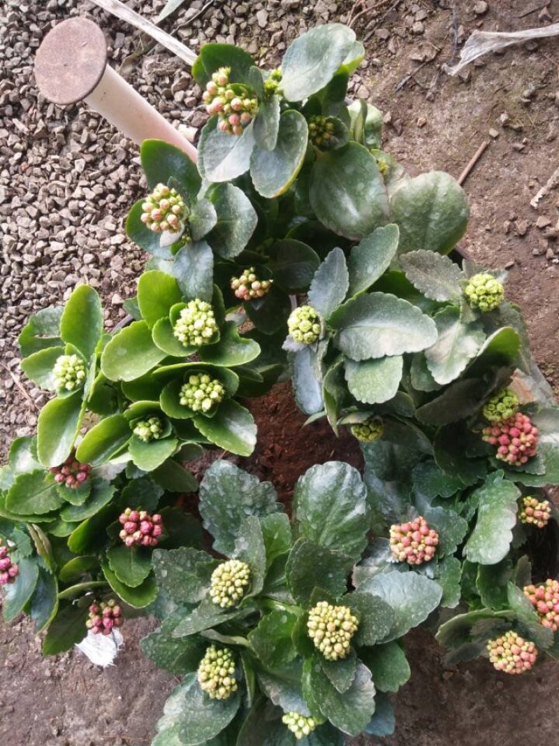 长寿花