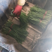 头刀韭菜300---350另有二刀