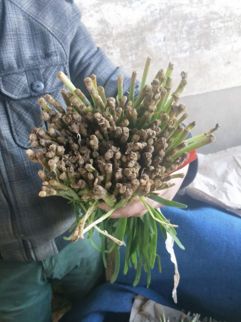 头刀韭菜300---350另有二刀