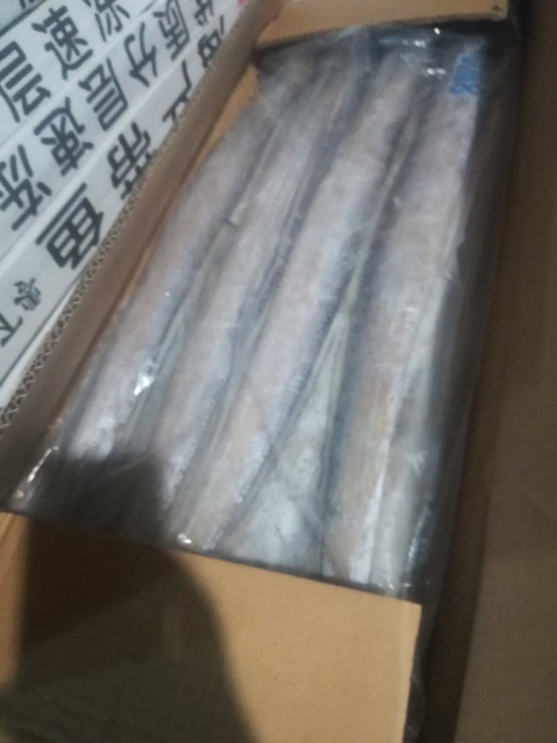 国产刀鱼