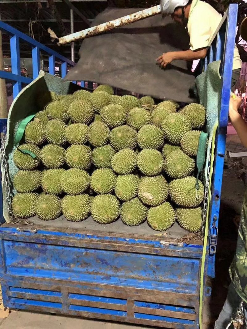 常年供应金枕，干扰，老树猫山王！产地越南，泰国，马来西亚