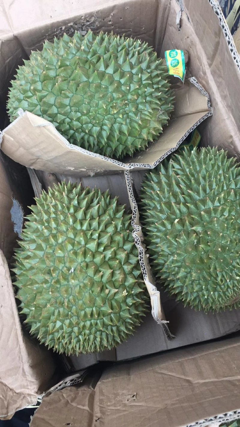 常年供应金枕，干扰，老树猫山王！产地越南，泰国，马来西亚