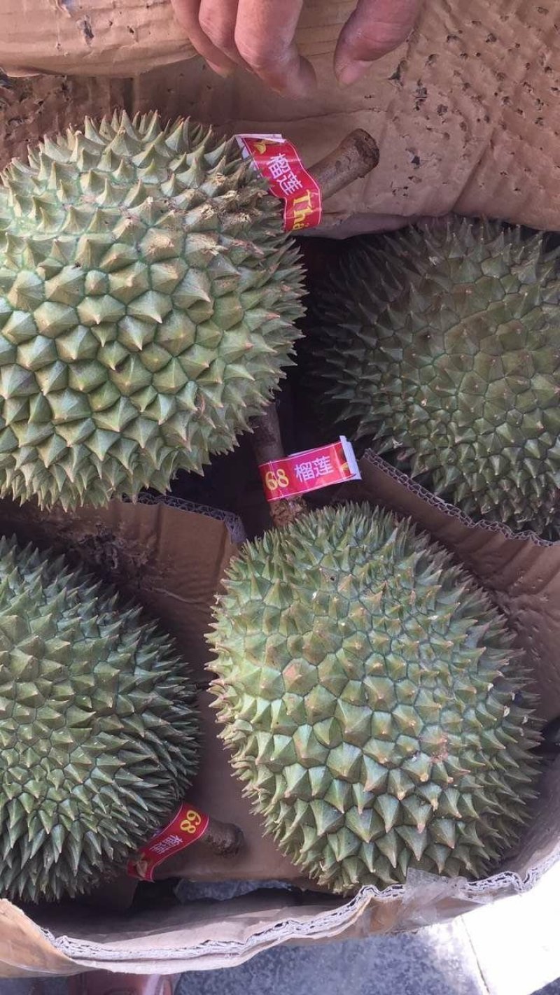 常年供应金枕，干扰，老树猫山王！产地越南，泰国，马来西亚