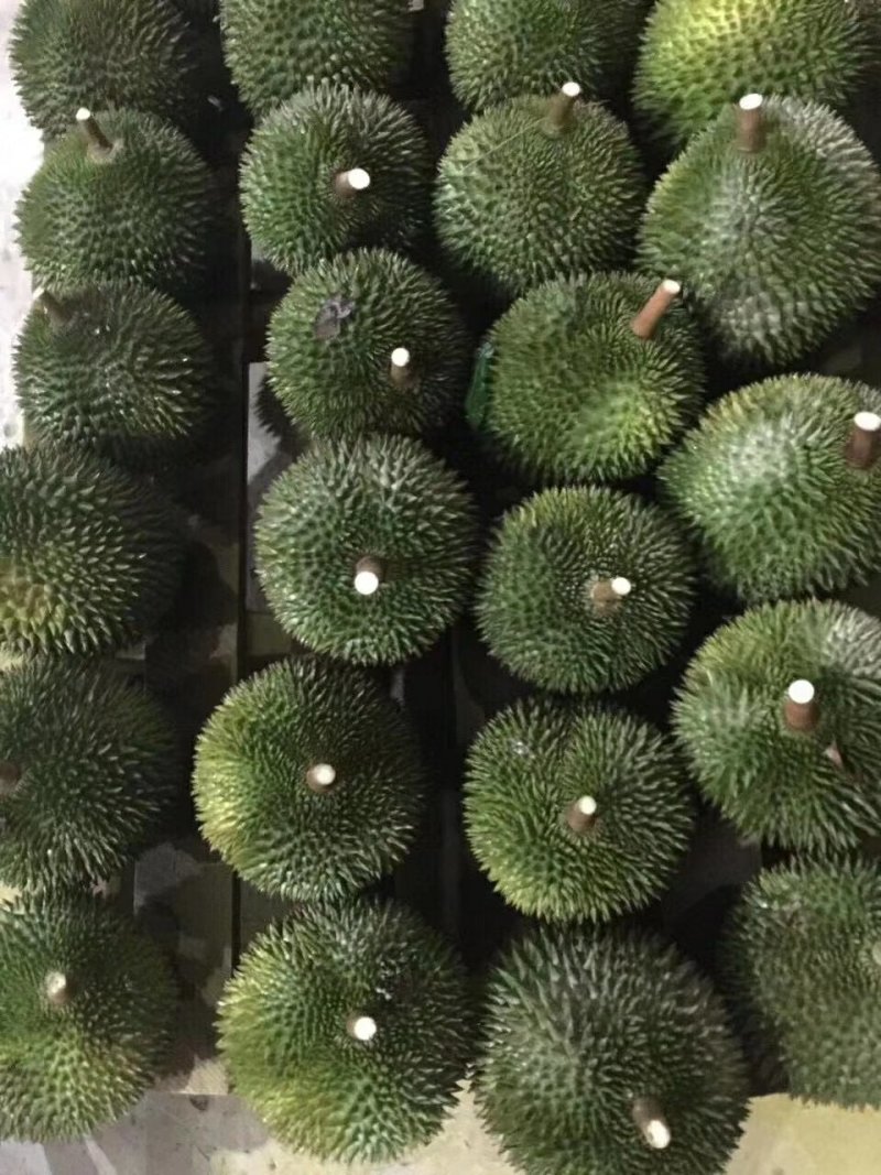 常年供应金枕，干扰，老树猫山王！产地越南，泰国，马来西亚