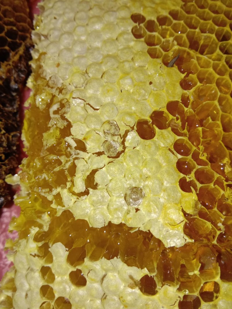纯正纯野生蜂蜜