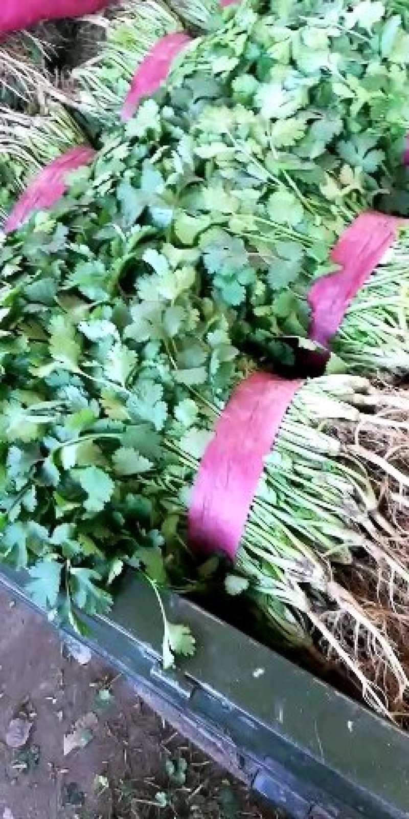 【有好货】大叶香菜，多年专业蔬菜代办，价格合理，市场收货