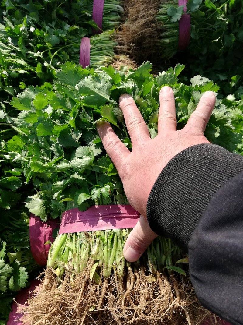 【有好货】大叶香菜，多年专业蔬菜代办，价格合理，市场收货