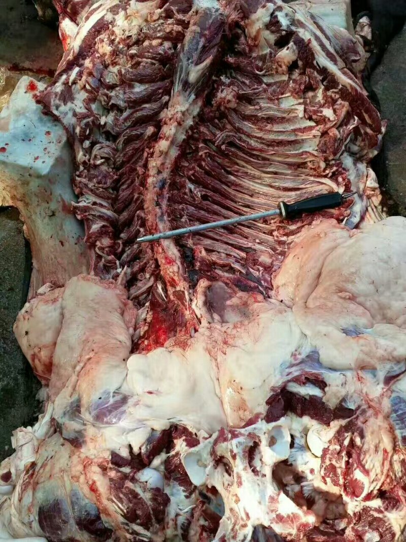 新鲜驴肉