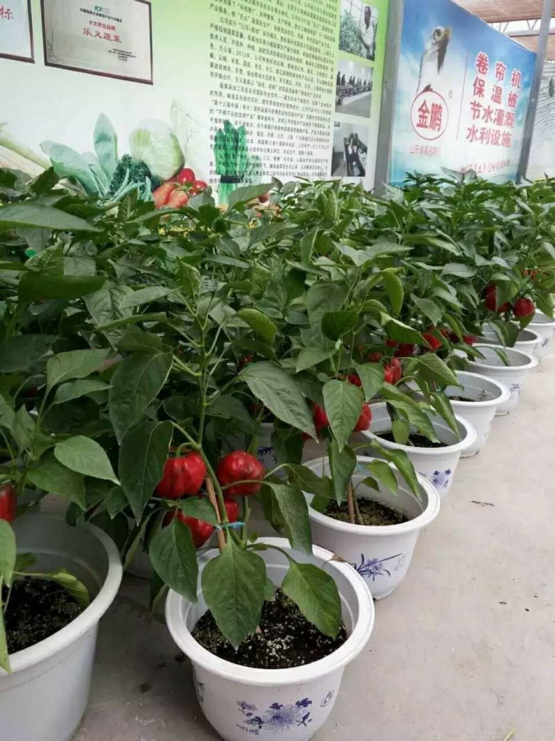 蔬菜盆景