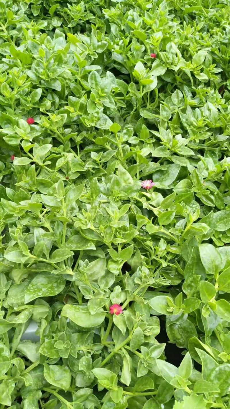 蔬菜盆景