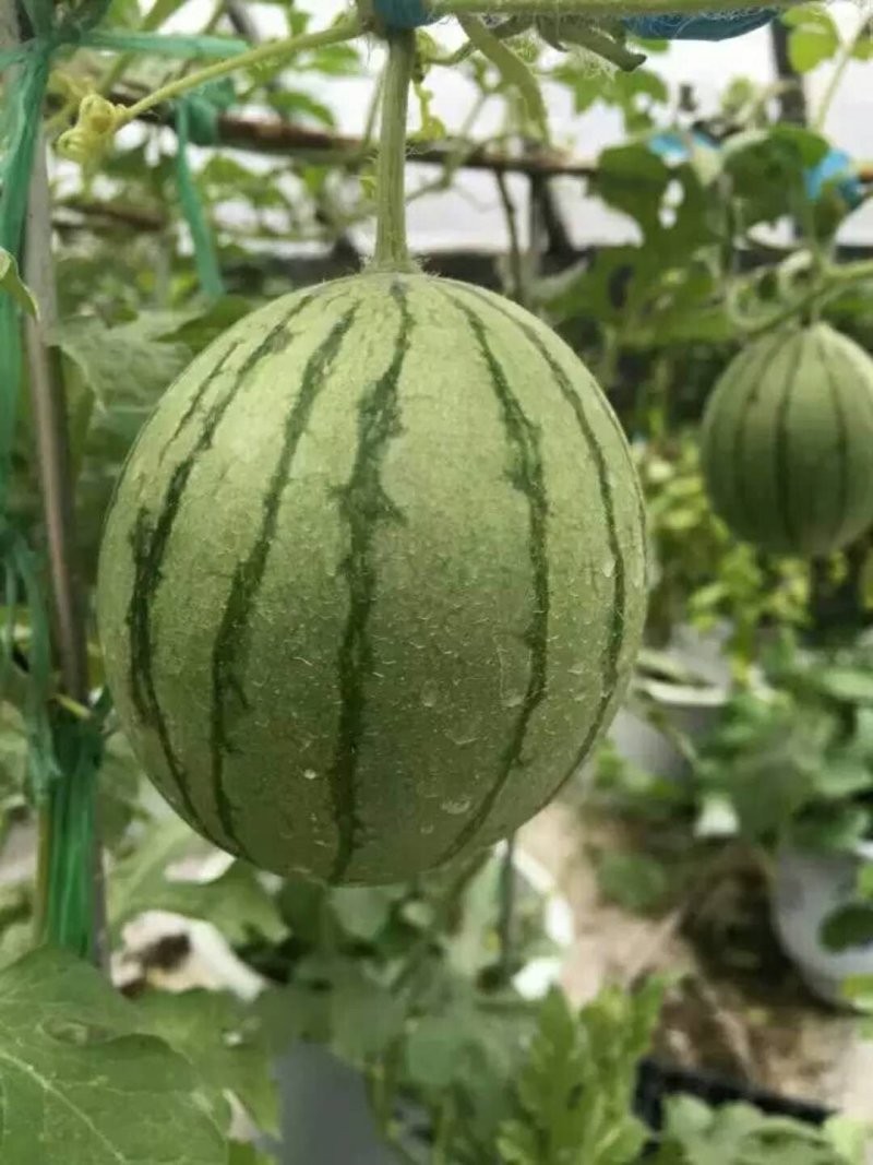 蔬菜盆景