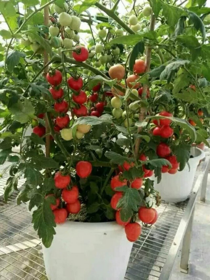 蔬菜盆景