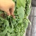 茄子苗