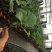 茄子苗