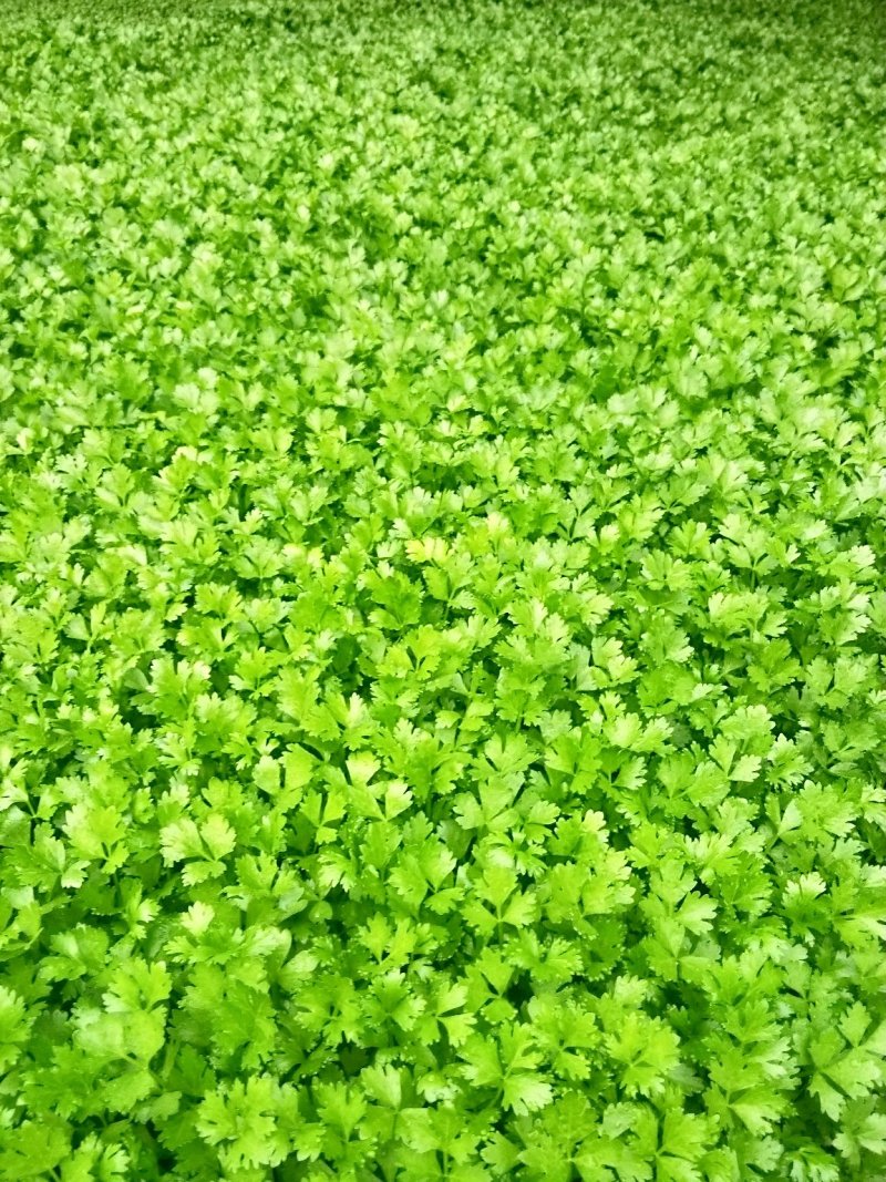 芹菜苗