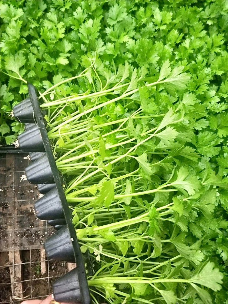 芹菜苗