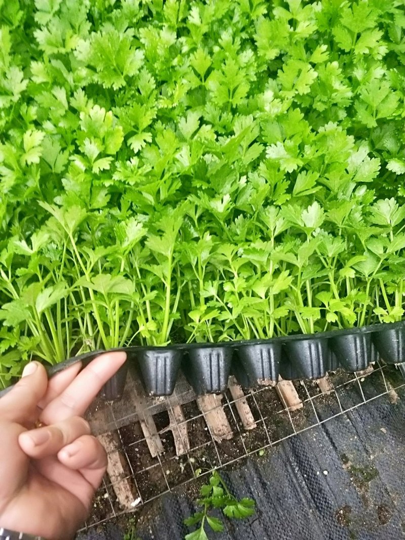 芹菜苗