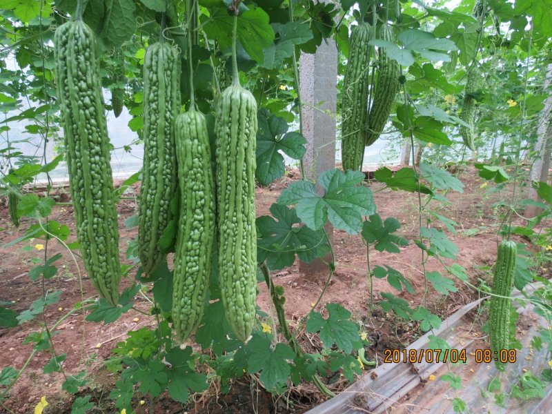 苦瓜苗