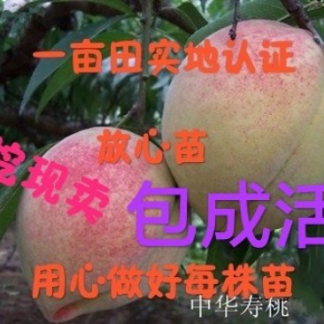 中华寿桃抗寒抗旱现挖现卖包成活2年嫁接苗