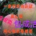 中华寿桃抗寒抗旱现挖现卖包成活2年嫁接苗