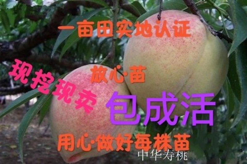 中华寿桃抗寒抗旱现挖现卖包成活2年嫁接苗