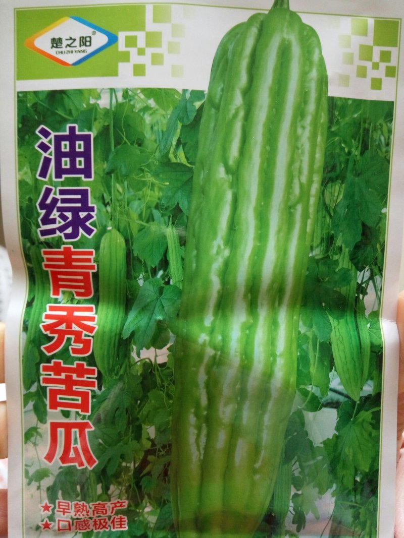 苦瓜种子绿苦瓜油绿清秀苦瓜种子春秋播青苦瓜种子