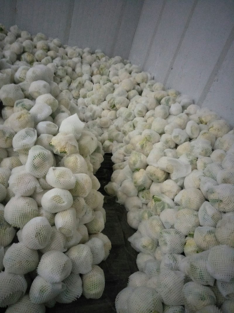 紧花，菜花