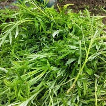 洪湖美丽清脆爽口篱蒿（芦蒿）自家种植基地
