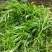 洪湖美丽清脆爽口篱蒿（芦蒿）自家种植基地