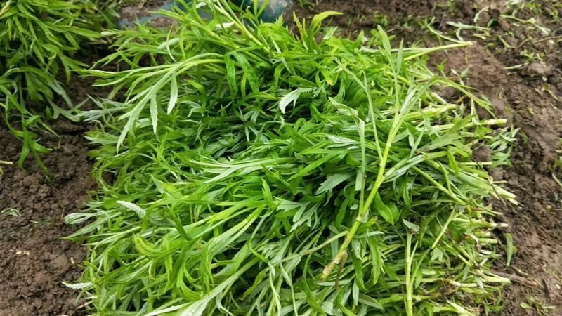 洪湖美丽清脆爽口篱蒿（芦蒿）自家种植基地