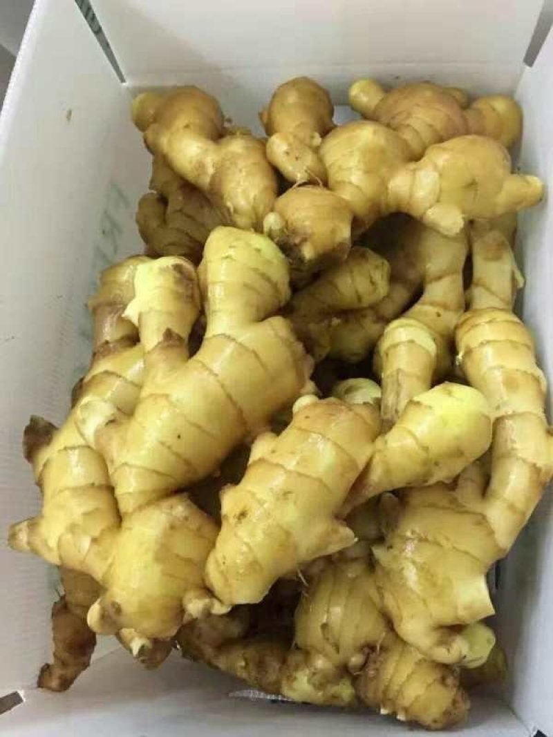甘肃【大黄姜】产地一手货保质保量电商/市场批发/商超
