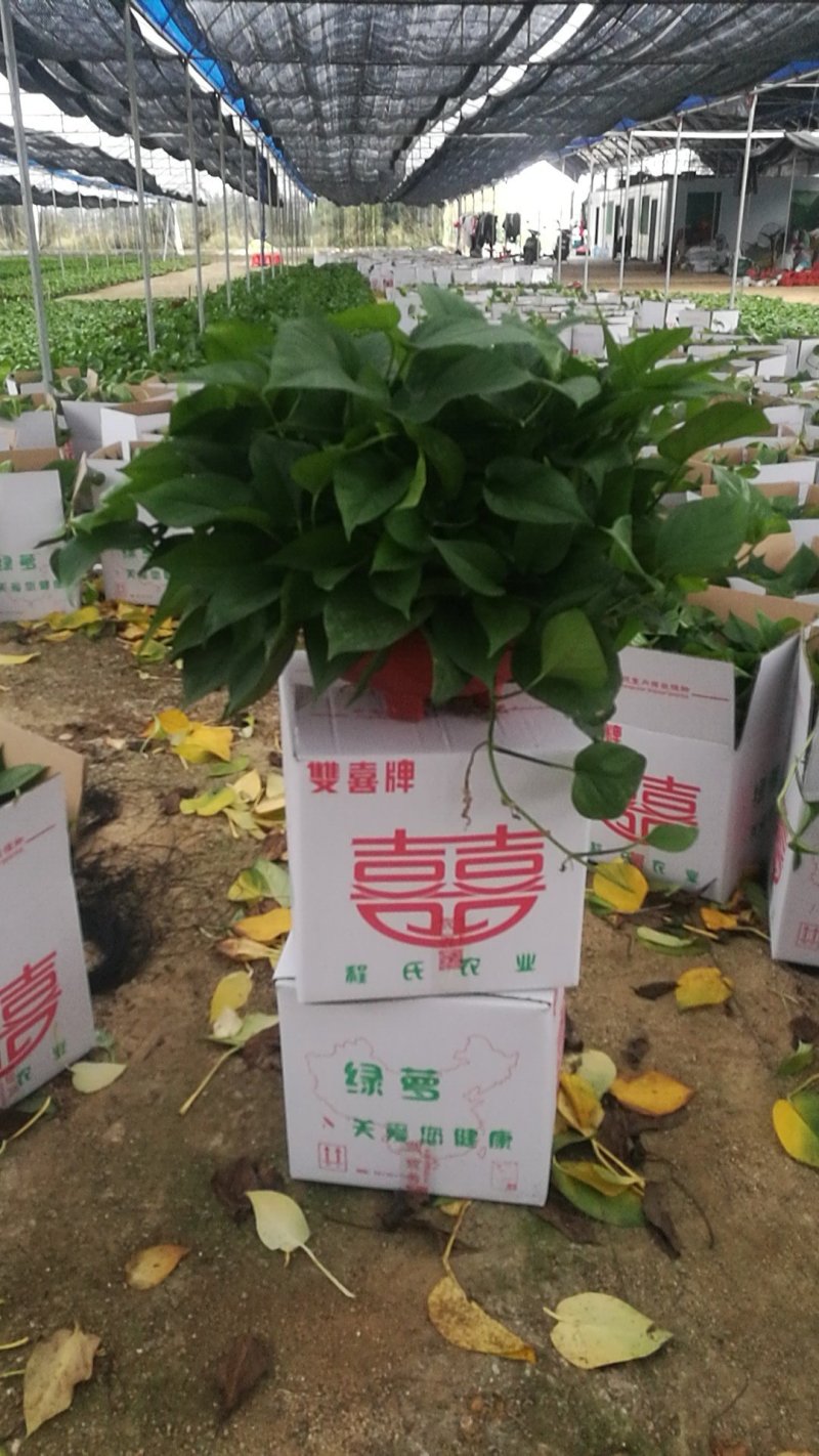 绿萝