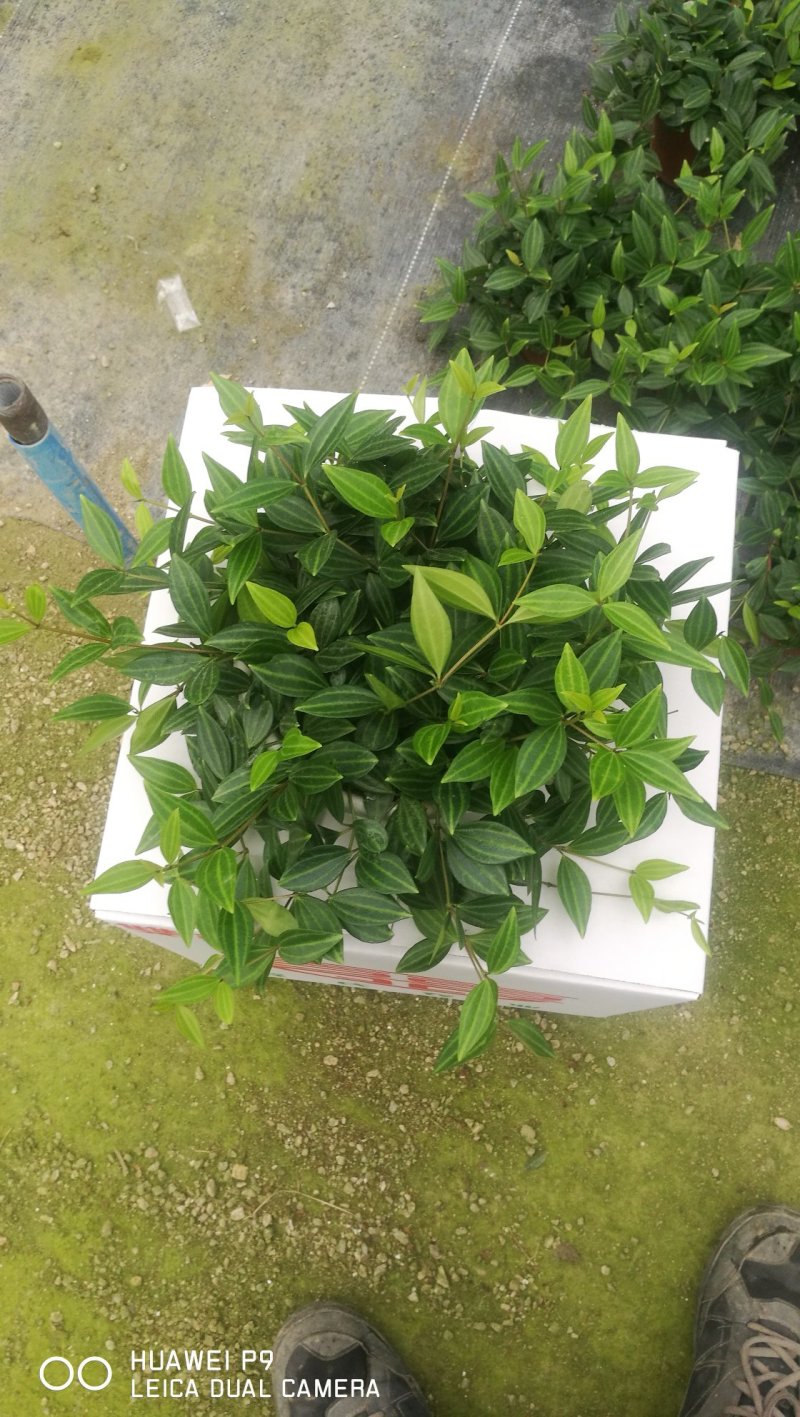 绿萝