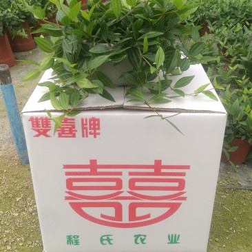 绿萝